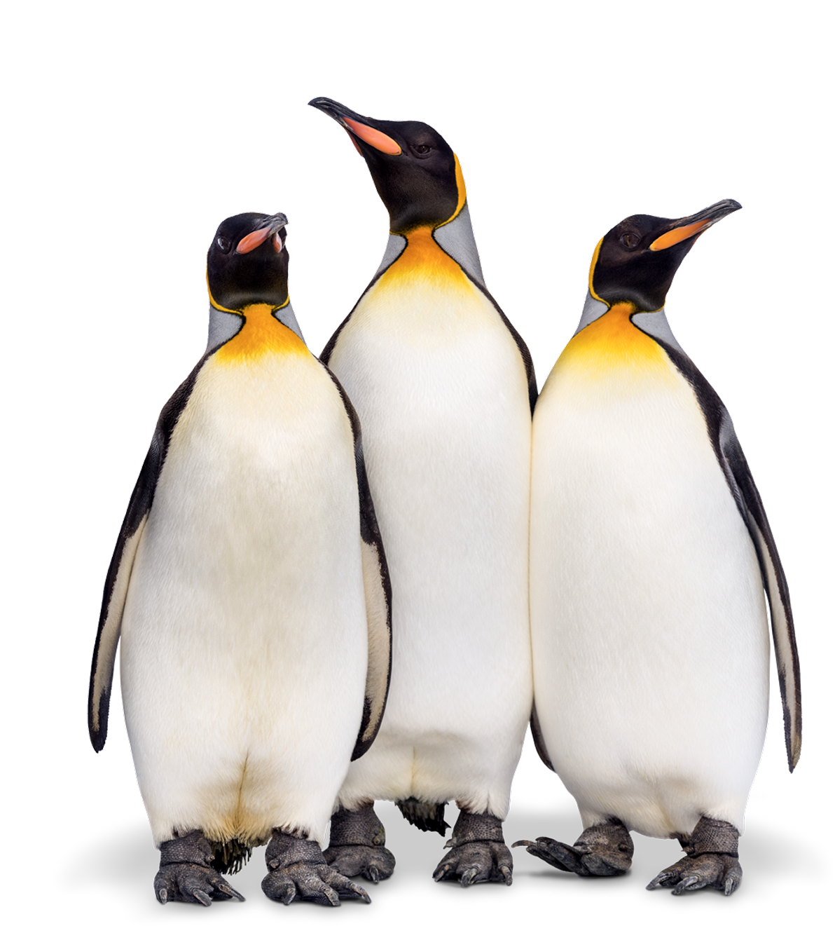 Yoigo LUZ y GAS - Plan Amigo - Más amigos, más recompensa.